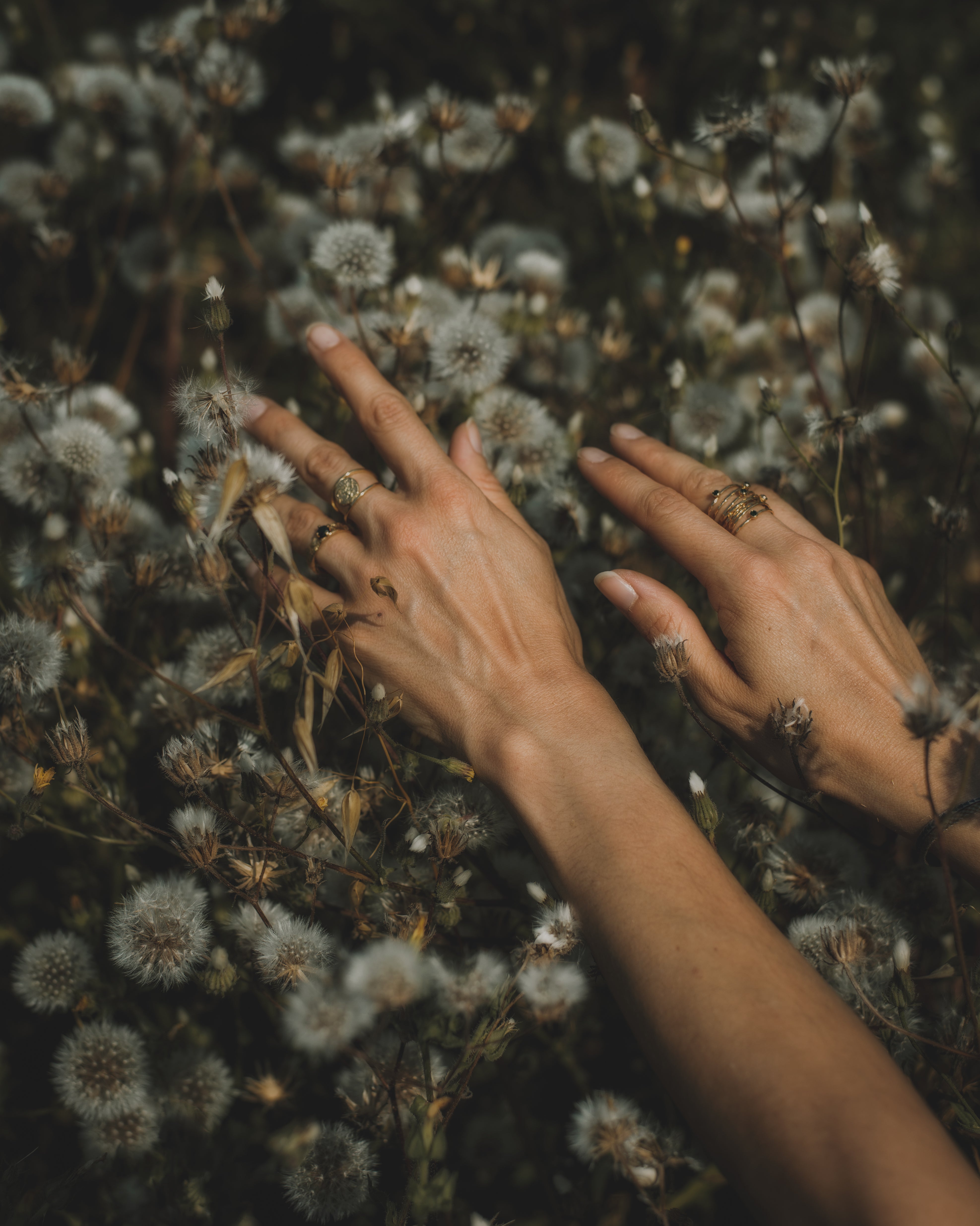 Natureza em detalhe, identidade visual AERUM