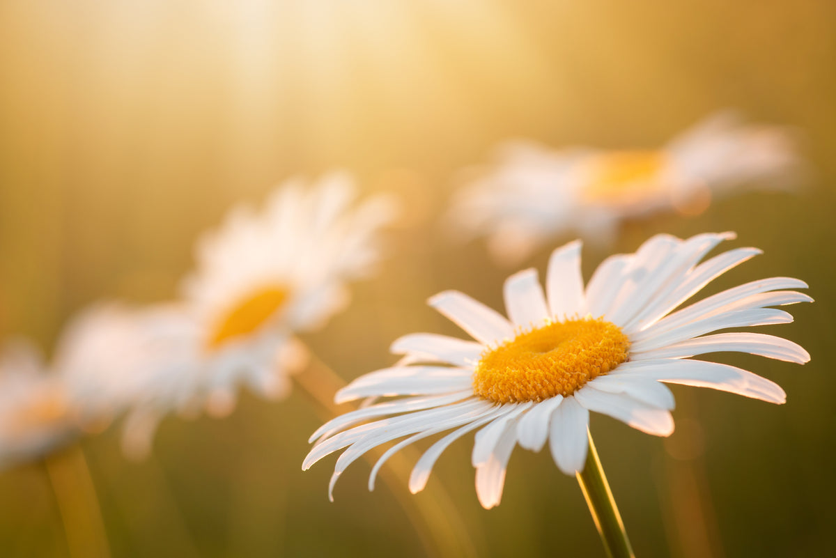 Flores ao sol, ritual AERUM do meio-dia
