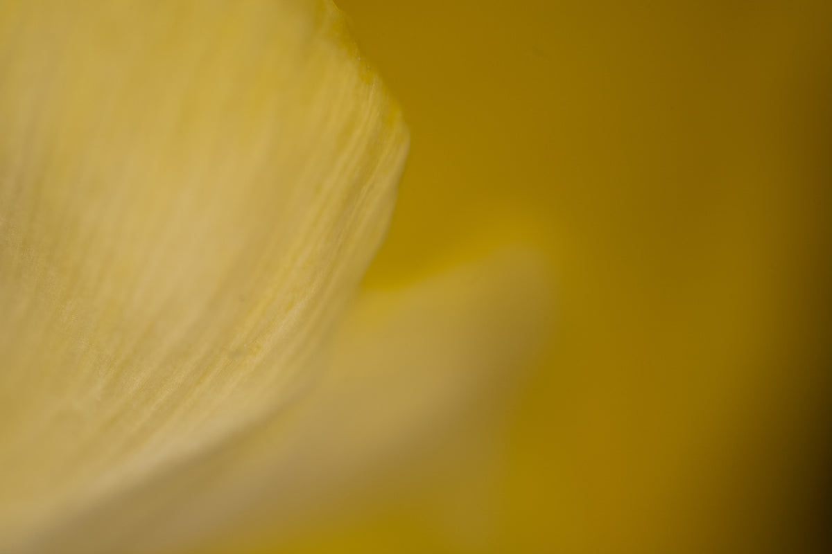 Flor em detalhe, identidade visual AERUM